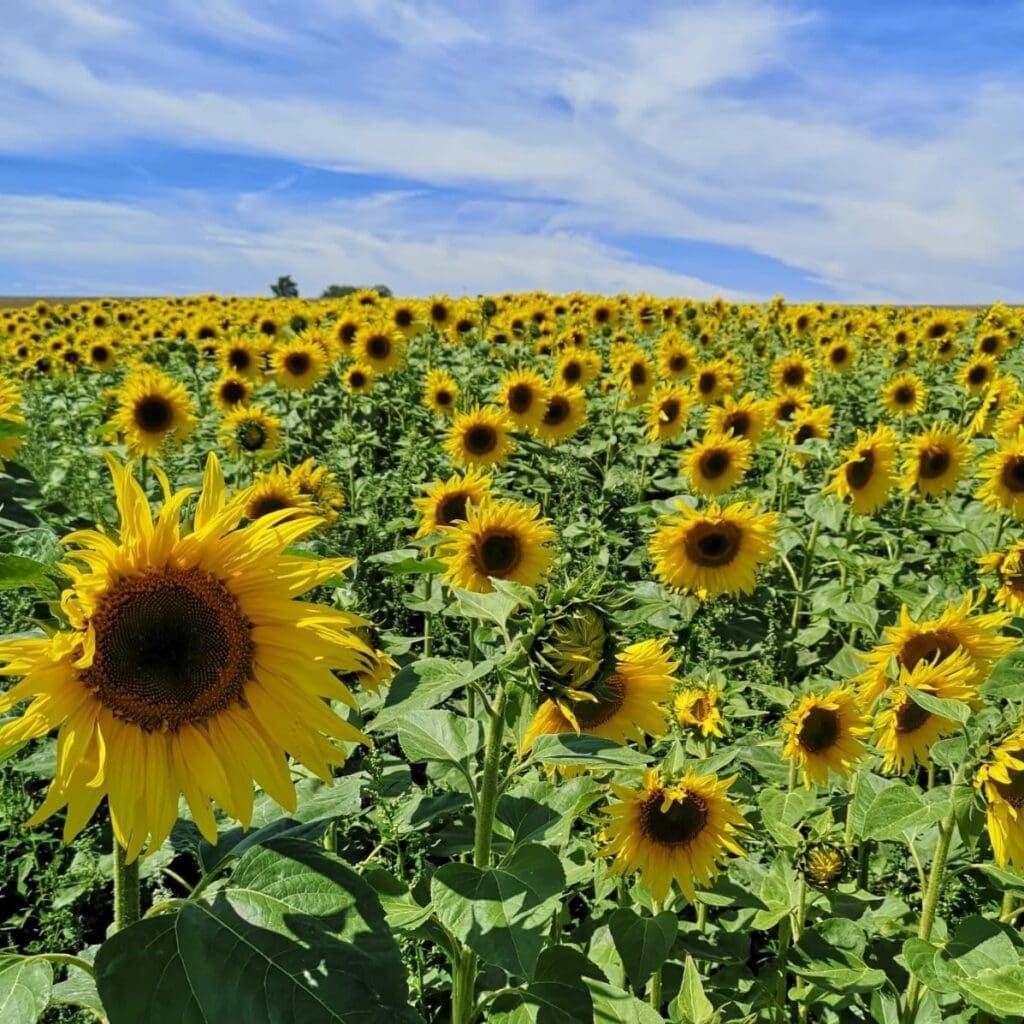 JSYoungFarms_IconImage3